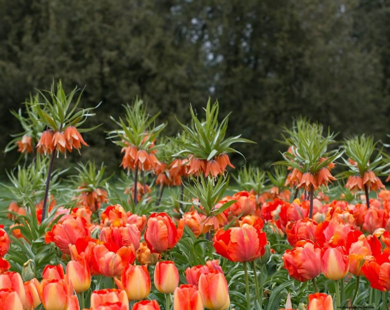 8 Gorgeous Spring Bulbs To Plant This Fall