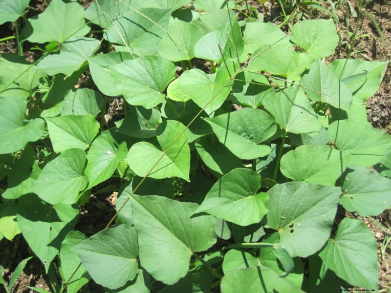 10 Unexpectedly Edible Leaves in Your Garden