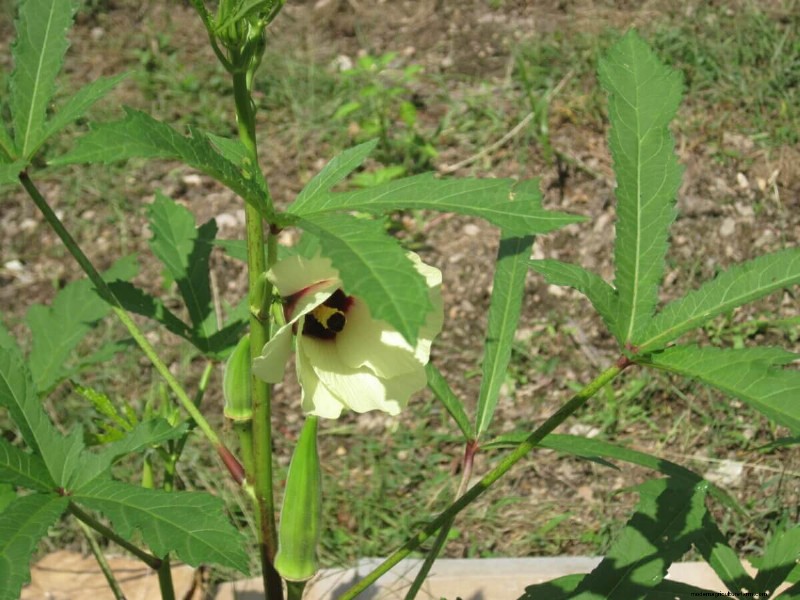 10 Unexpectedly Edible Leaves in Your Garden