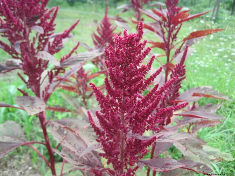 10 Unexpectedly Edible Leaves in Your Garden