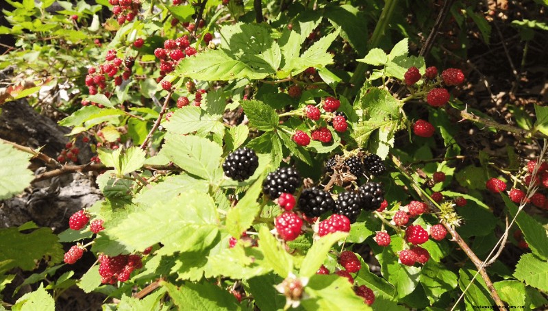 Foraging for Brambleberries