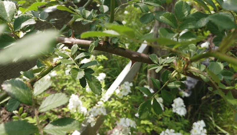 Foraging for Brambleberries