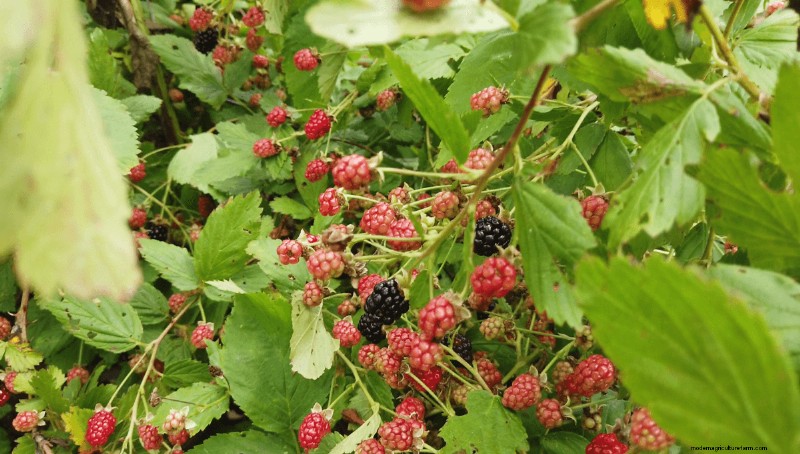 Foraging for Brambleberries