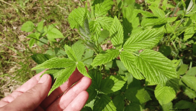 Foraging for Brambleberries