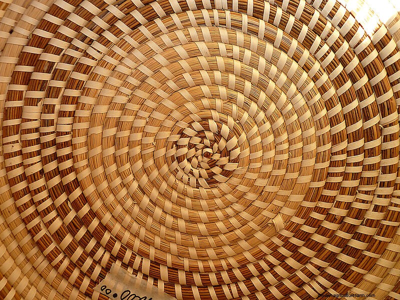 The Many Uses of Sweetgrass