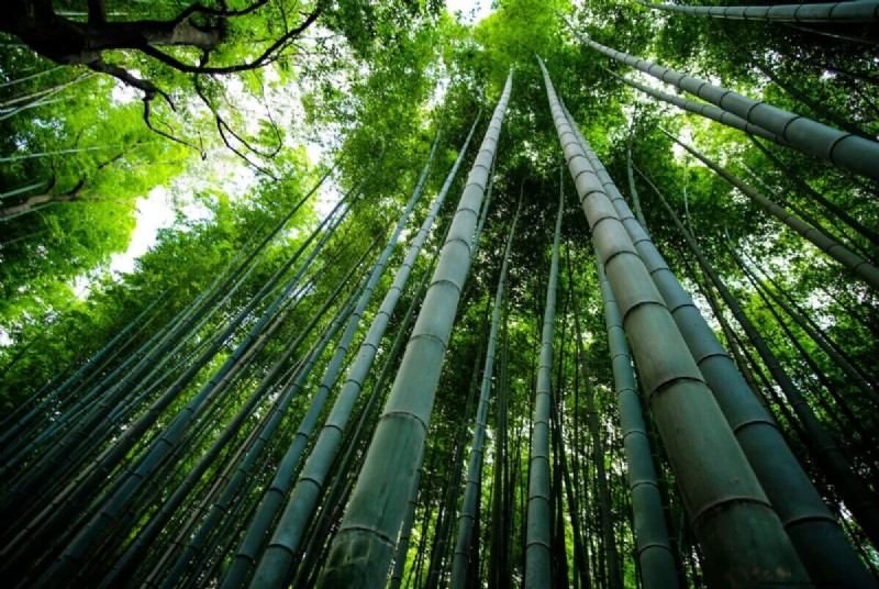 Homestead Applications for Bamboo