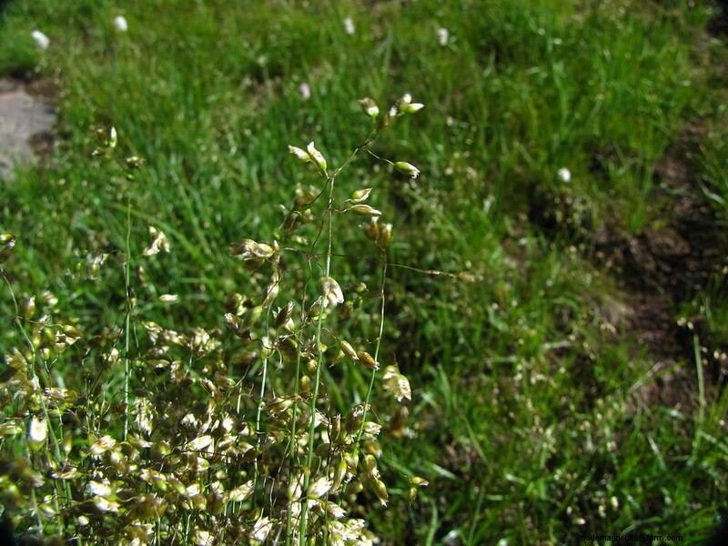 The Many Uses of Sweetgrass