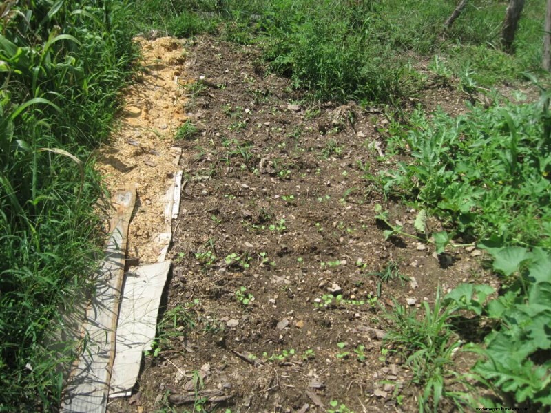 11 Plants To Consider For Fall Planting