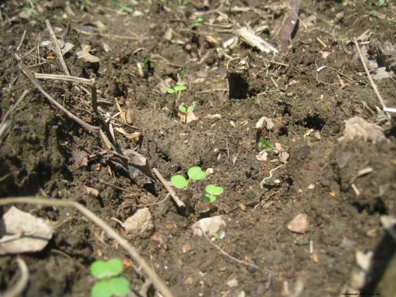 11 Plants To Consider For Fall Planting