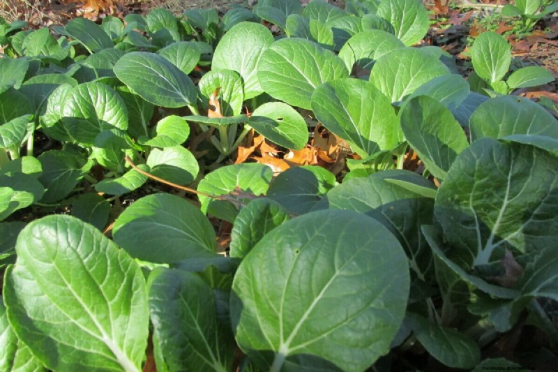 11 Plants To Consider For Fall Planting