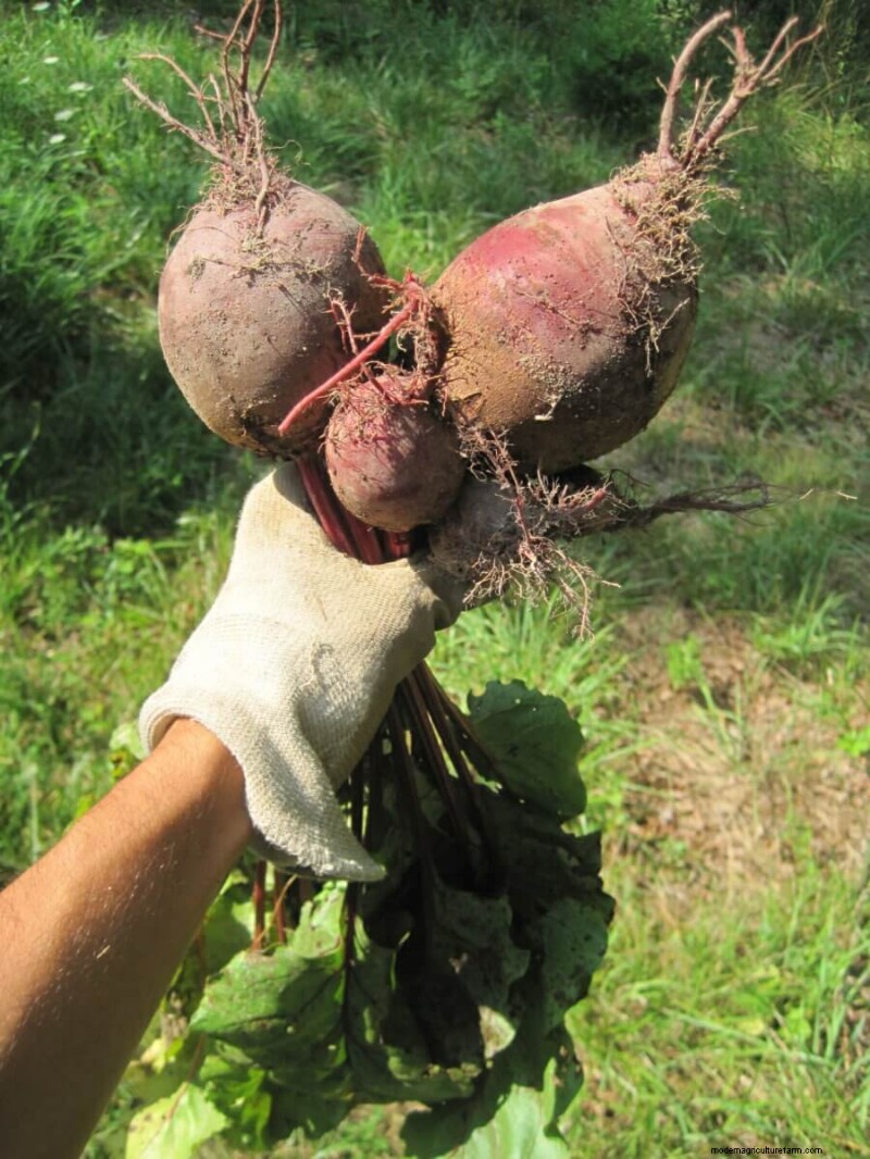 11 Plants To Consider For Fall Planting