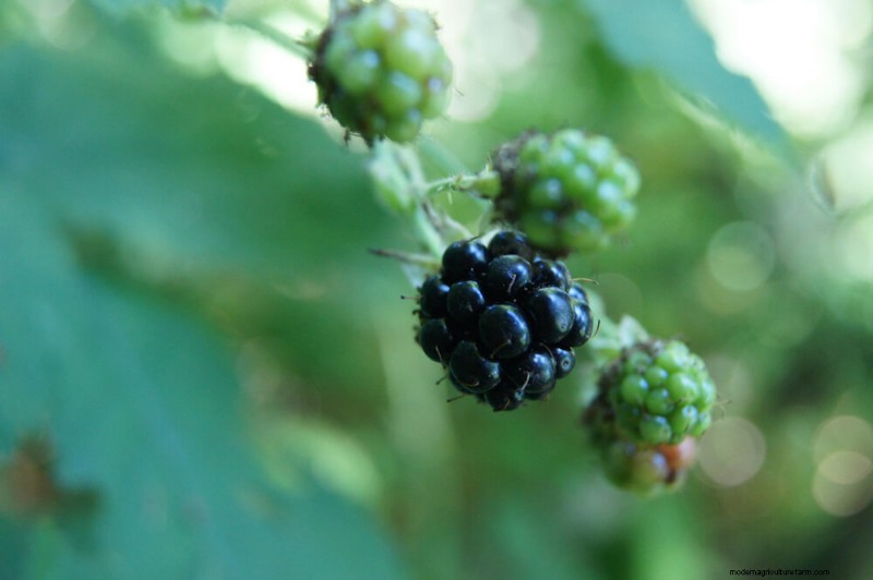Growing Blackberries