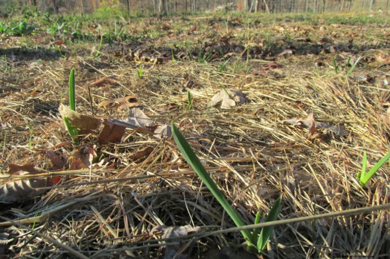 11 Plants To Consider For Fall Planting