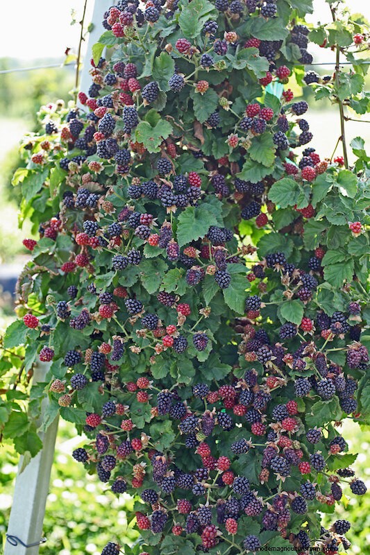 Growing Blackberries