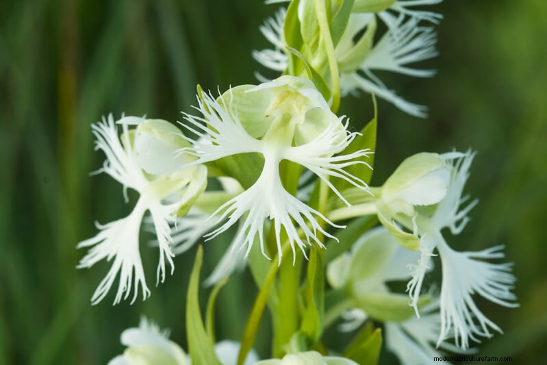 Homestead Stories: Rare Orchids