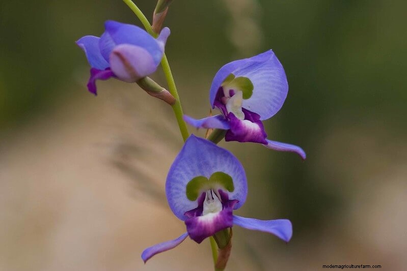 Homestead Stories: Rare Orchids