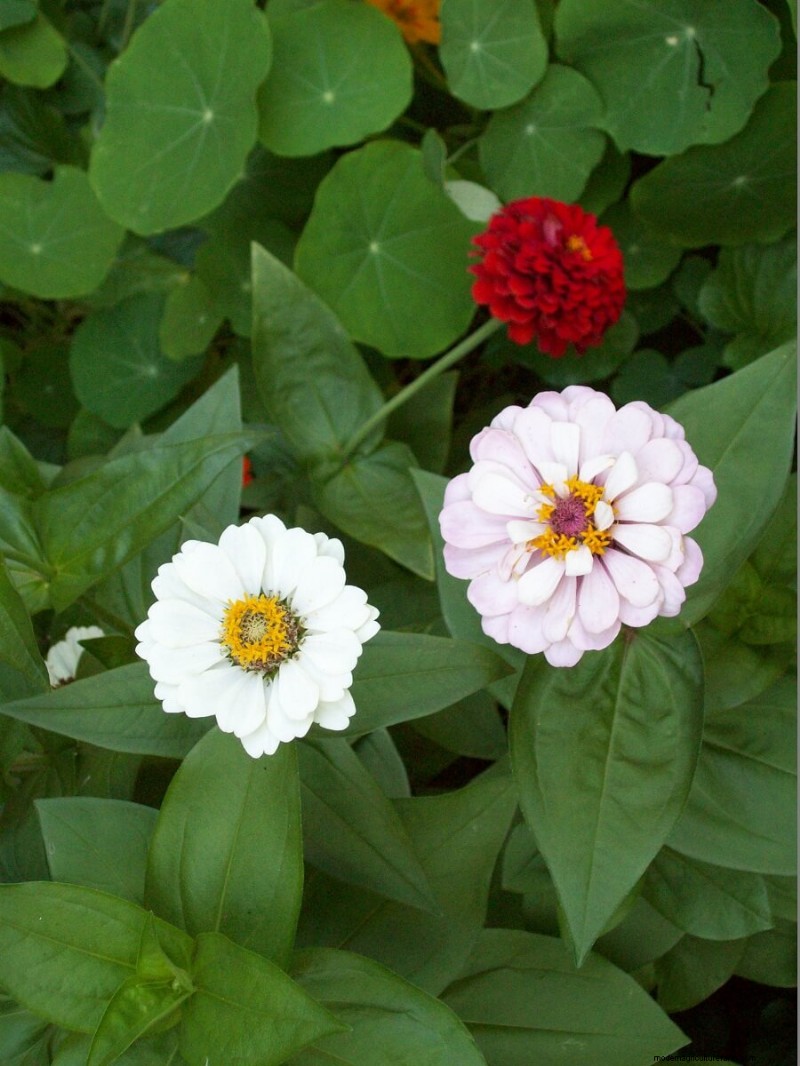 Homestead Stories: A Colorful Zinnia Extravaganza