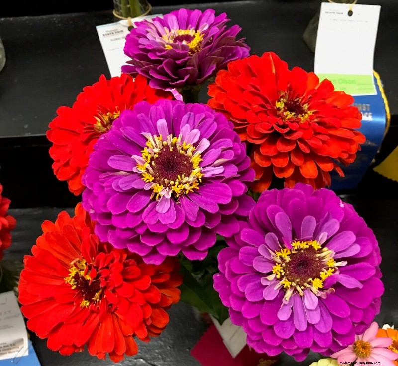 Homestead Stories: A Colorful Zinnia Extravaganza