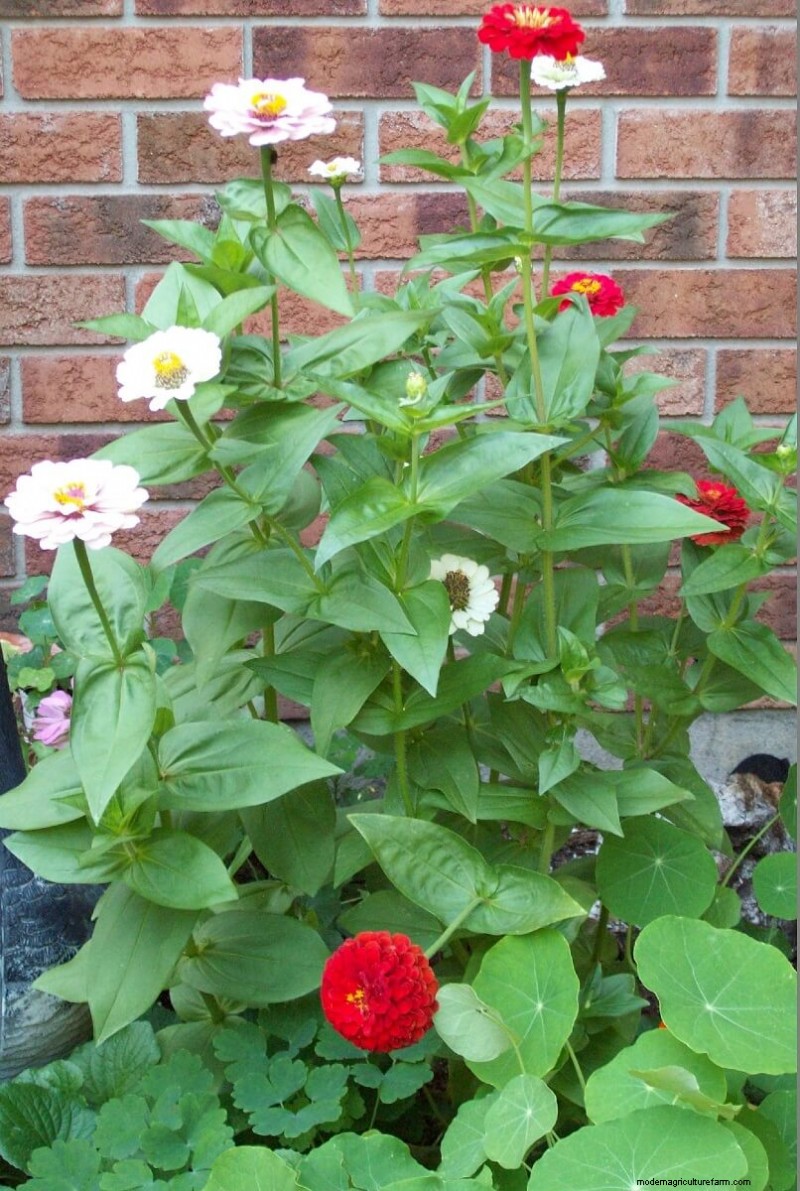 Homestead Stories: A Colorful Zinnia Extravaganza