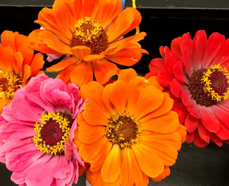 Homestead Stories: A Colorful Zinnia Extravaganza