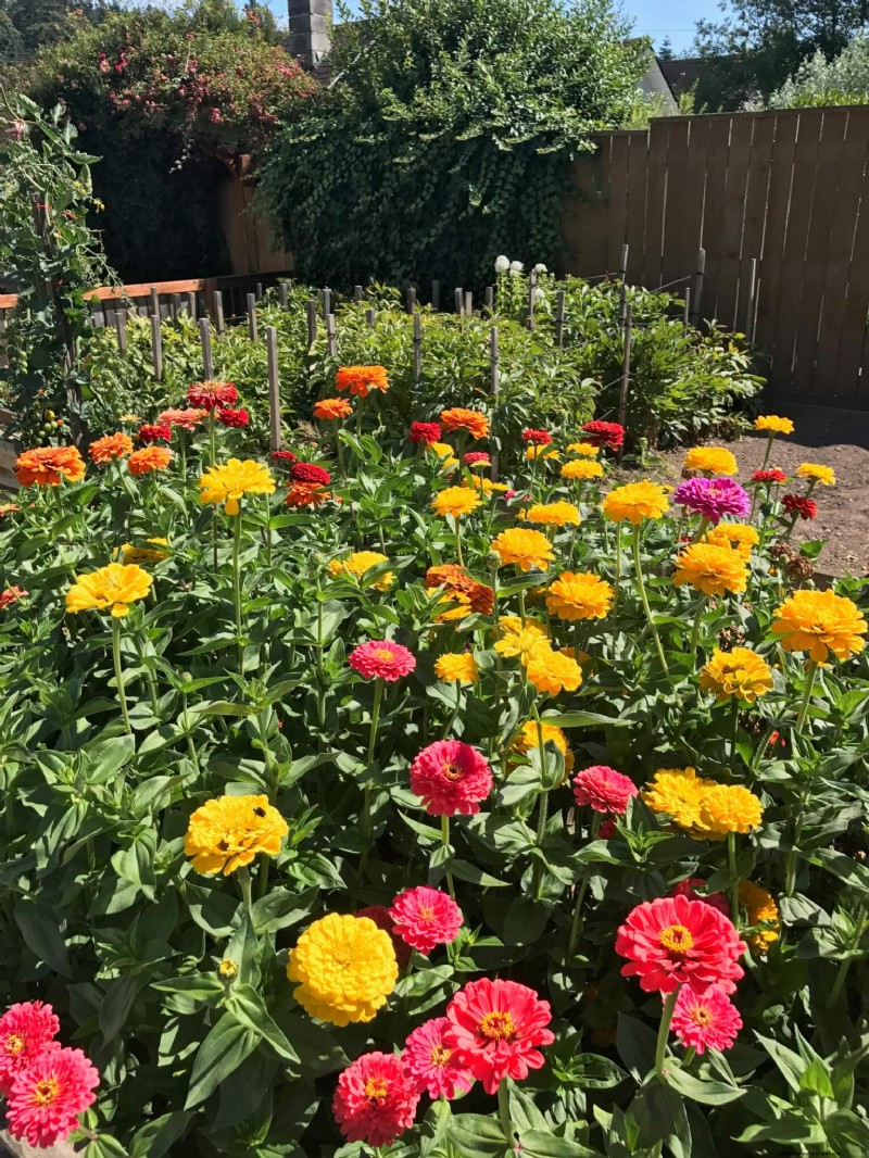 Homestead Stories: A Colorful Zinnia Extravaganza