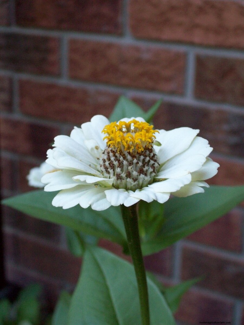 Homestead Stories: A Colorful Zinnia Extravaganza