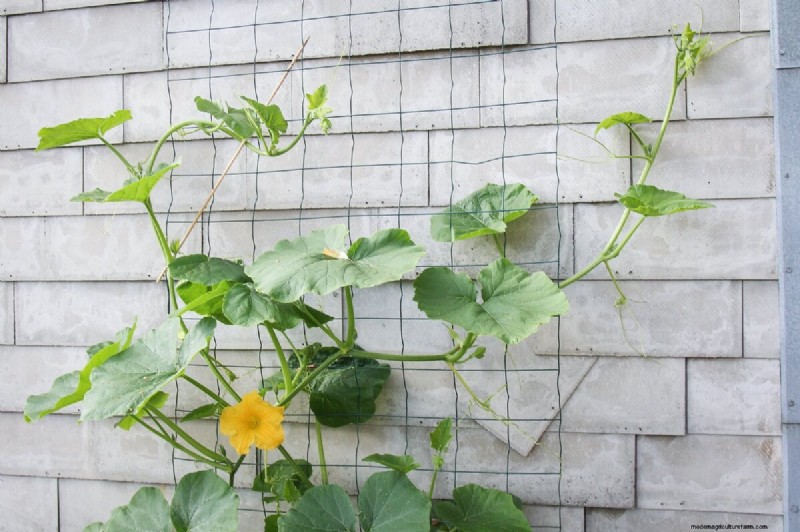 15 Trellis Plants For Your Wall, Pergola, And Arbor