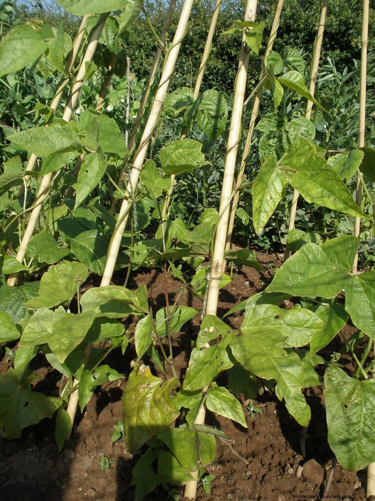 15 Trellis Plants For Your Wall, Pergola, And Arbor