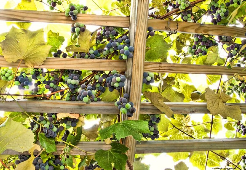 15 Trellis Plants For Your Wall, Pergola, And Arbor