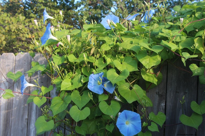 15 Trellis Plants For Your Wall, Pergola, And Arbor