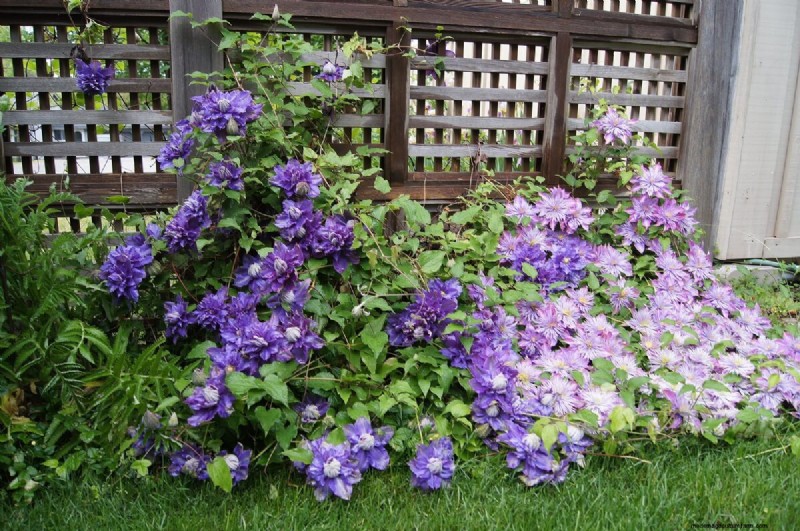 15 Trellis Plants For Your Wall, Pergola, And Arbor