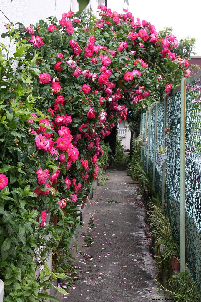 15 Trellis Plants For Your Wall, Pergola, And Arbor