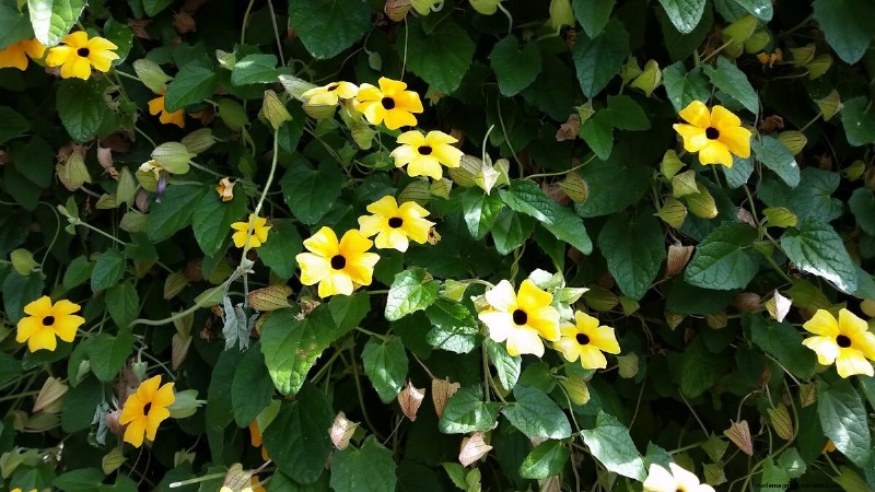 15 Trellis Plants For Your Wall, Pergola, And Arbor