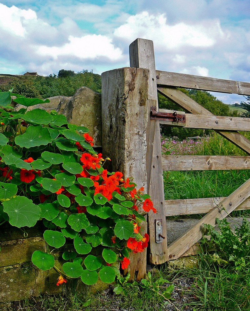 15 Trellis Plants For Your Wall, Pergola, And Arbor