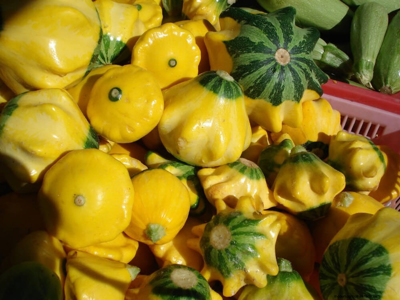 Companion Planting For Summer Squash