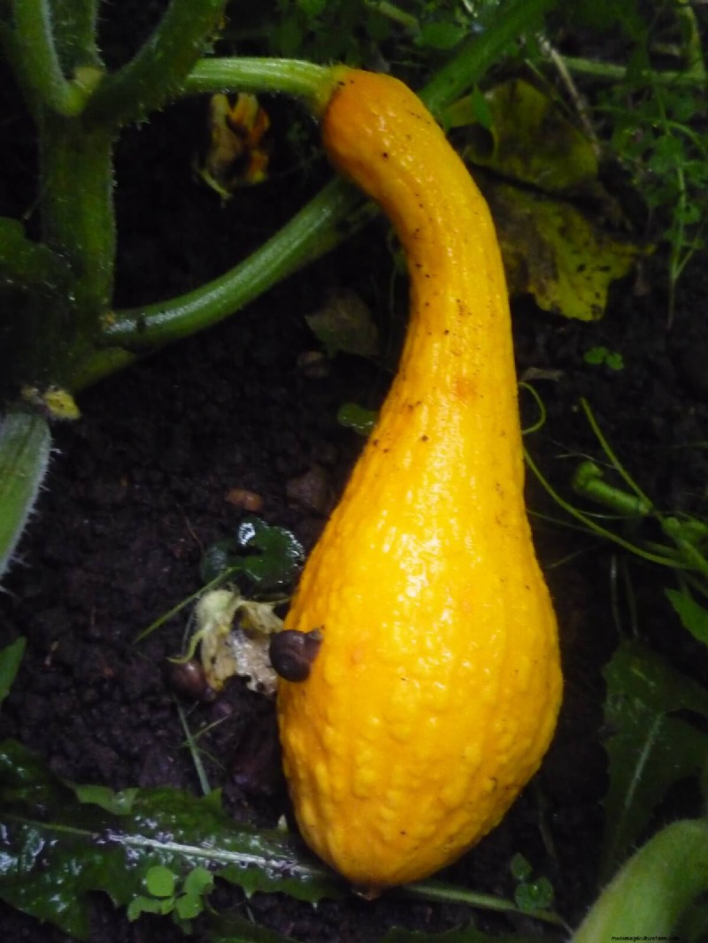Companion Planting For Summer Squash