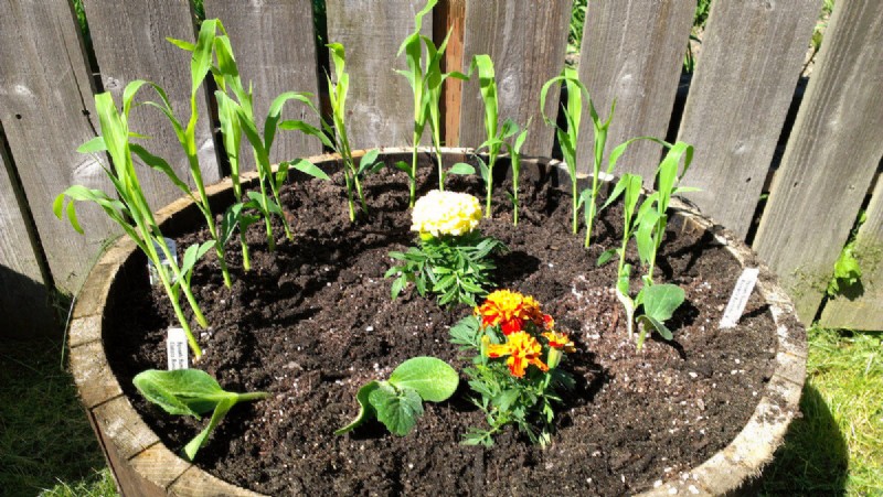 Companion Planting For Summer Squash