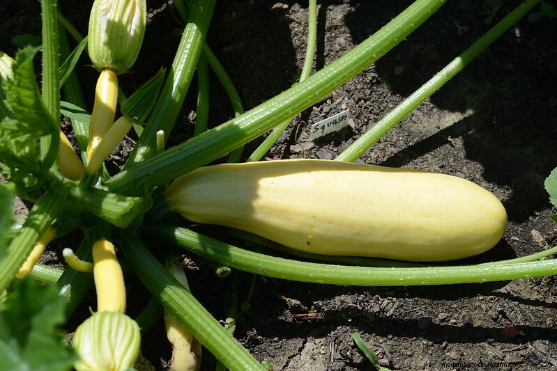 Companion Planting For Summer Squash