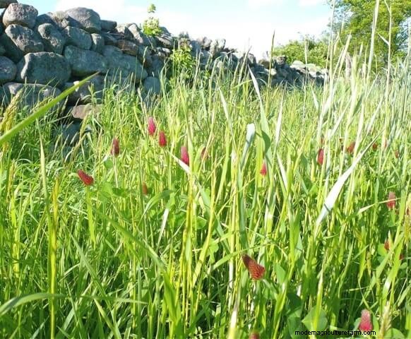 Uses And Benefits Of Cover Crops