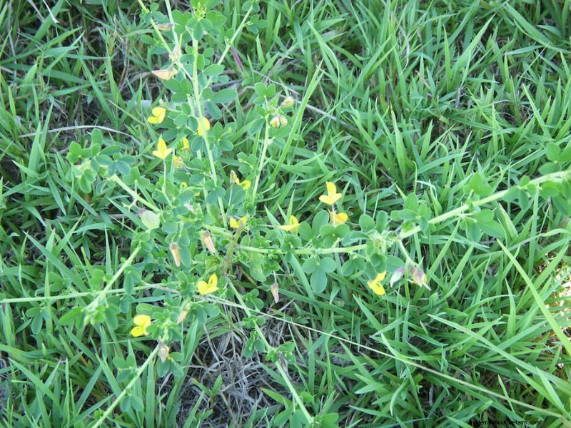 Uses And Benefits Of Cover Crops