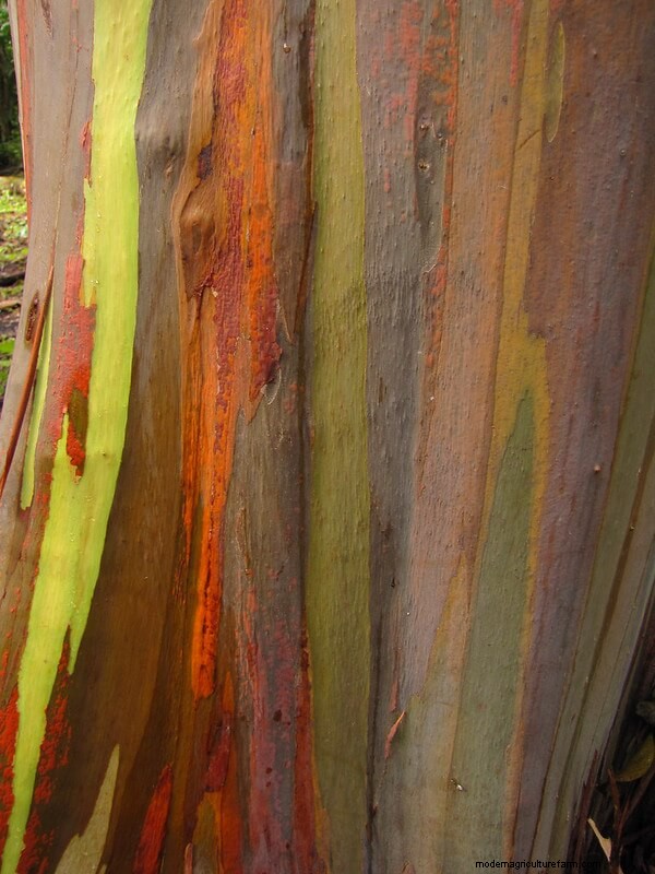 Homestead Stories: The Rainbow Tree