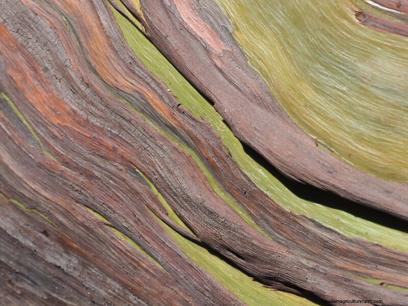 Homestead Stories: The Rainbow Tree