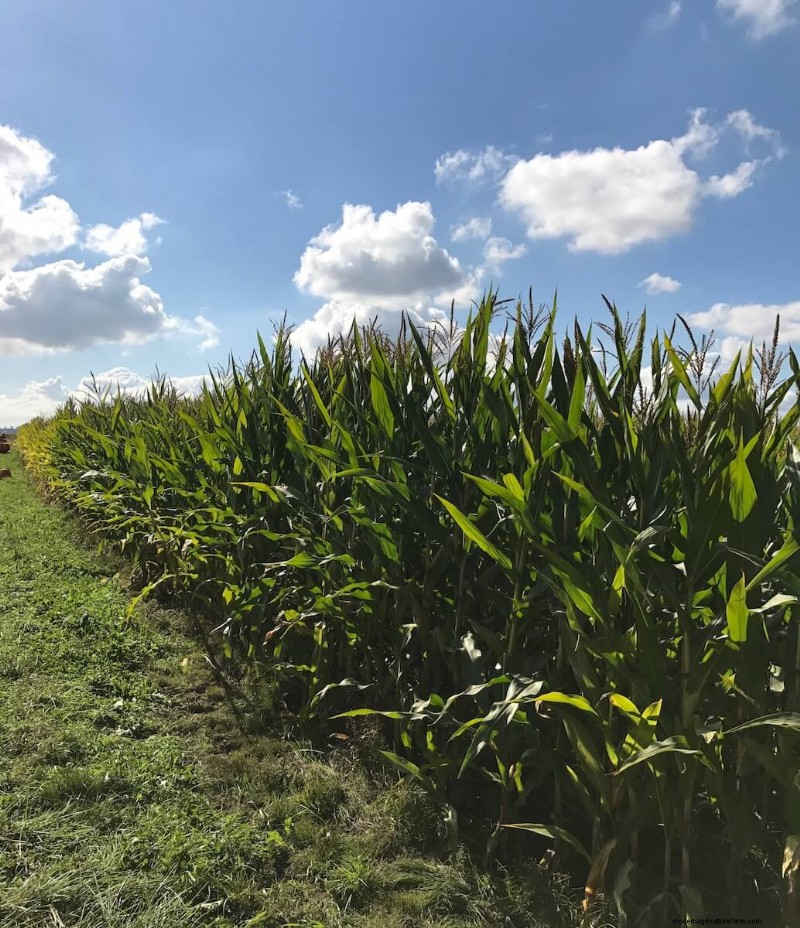 Growing & Harvesting Corn