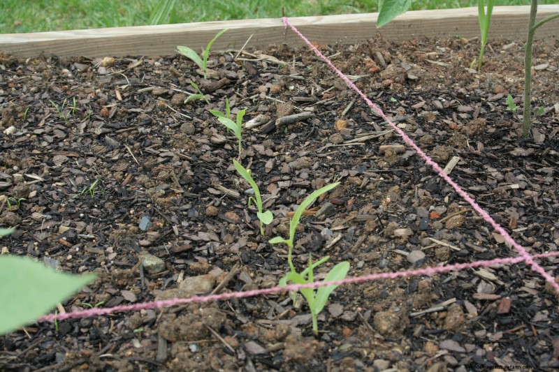 Growing & Harvesting Corn