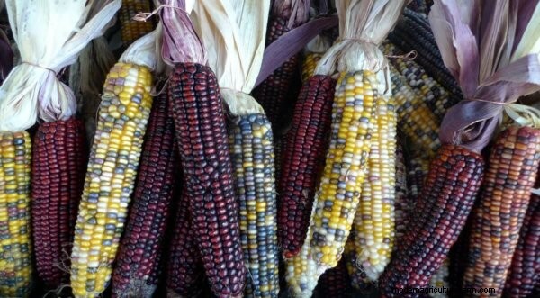 Growing & Harvesting Corn