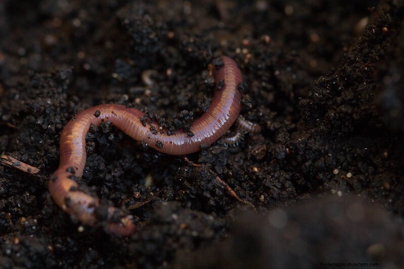 Introduction to Worm Farming