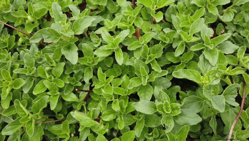 Traditional Lawns: Their Environmental Harm & Practical Replacements