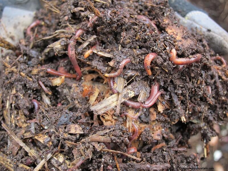 Introduction to Worm Farming