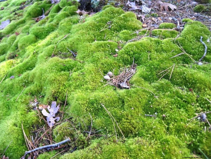 Traditional Lawns: Their Environmental Harm & Practical Replacements