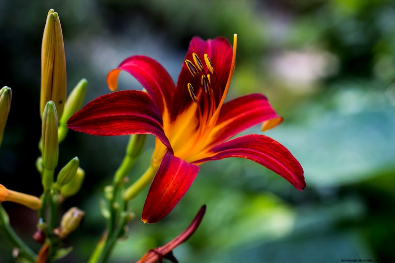 10 Summer Flowers to Make Your Garden Pop With Color